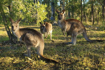 Eagleview Resort - Accommodation Tasmania 56
