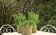 Parklands Country Gardens And Lodges - thumb 5