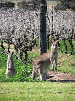 Forrest Hills Ridge - Accommodation Tasmania 6