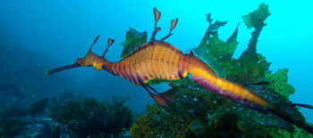 Bella Villas Of Jervis Bay - Accommodation Tasmania 12