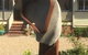 Eumundi Gridley Homestead B&B - thumb 29