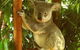 Noosa Backpackers Resort - Hostel - thumb 7