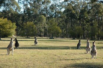 Hunter Hideaway Cottages - Accommodation Tasmania 10