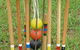 The Retreat At Froog-Moore Park - thumb 41
