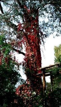 A Winter-rose Cottage B&B - Accommodation Tasmania 7