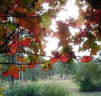 Elfin Hill Country Accommodation - Accommodation Tasmania