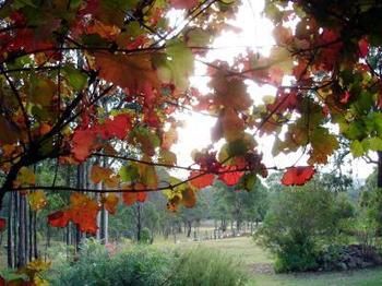 Elfin Hill Country Accommodation - Accommodation Tasmania 0