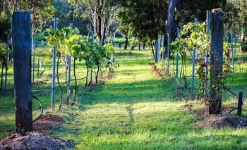 Elfin Hill Country Accommodation - Accommodation Tasmania 14