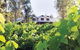 Spicers Vineyards Estate - thumb 3