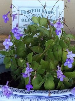 Verona Guest House - Accommodation Tasmania 15