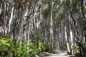 Bawley Bush Retreat And Cottages - Accommodation Tasmania 37