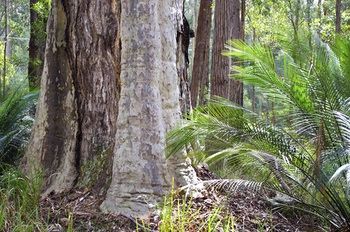 Bawley Bush Retreat And Cottages - Accommodation Tasmania 38