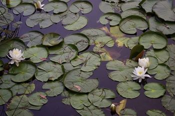 Bawley Bush Retreat And Cottages - Accommodation Tasmania 44