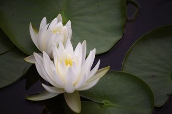 Bawley Bush Retreat And Cottages - Accommodation Tasmania 47