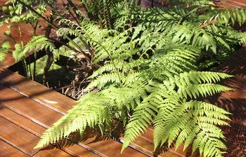 Bawley Bush Retreat And Cottages - Accommodation Tasmania 48