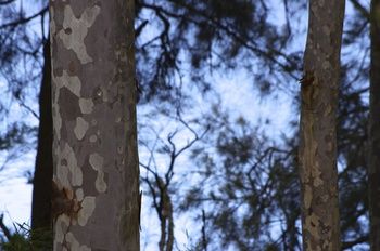Bawley Bush Retreat And Cottages - Accommodation Tasmania 69