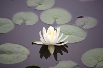 Bawley Bush Retreat And Cottages - Accommodation Tasmania 70