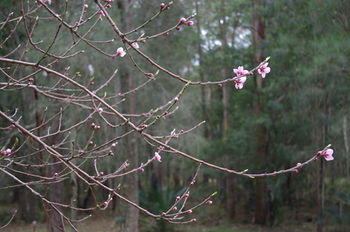 Bawley Bush Retreat And Cottages - Accommodation Tasmania 82