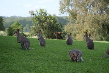Mary Valley Views B + B - Accommodation Tasmania 10