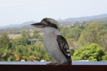 Mary Valley Views B + B - Accommodation Tasmania 19