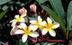 Phoenix Eumundi Bed & Breakfast - thumb 13
