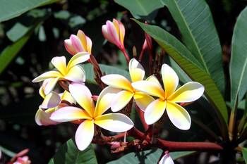 Phoenix Eumundi Bed & Breakfast - Accommodation Tasmania 13