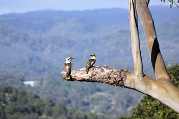 Phoenix Eumundi Bed & Breakfast - Accommodation Tasmania 18