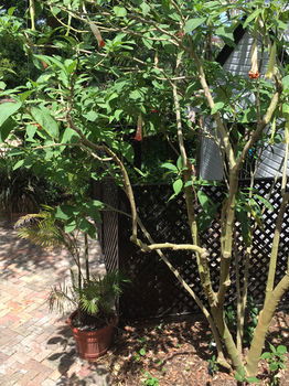 The Regents Park - Accommodation Tasmania 54