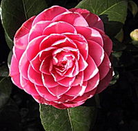 Cloverlea Gardens Bed and Breakfast - Accommodation Tasmania