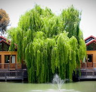 Perricoota Vines Retreat Echuca Moama - Accommodation Tasmania