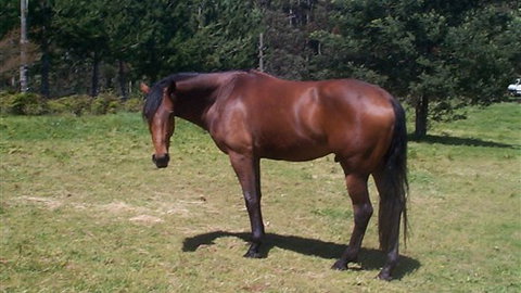 Carinya Park - Accommodation Tasmania 2