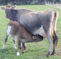 Animal Land - Accommodation Tasmania