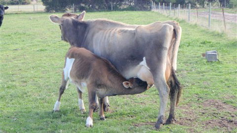 Animal Land - Accommodation Tasmania 0