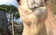 Sea Glimpse Farm Stay - thumb 4