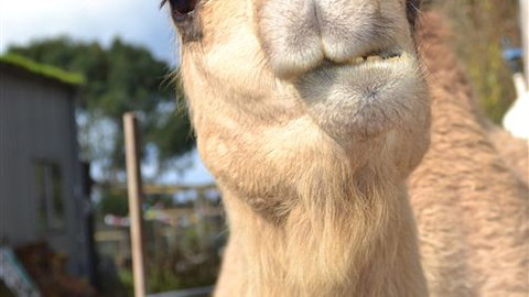 Sea Glimpse Farm Stay - Accommodation Tasmania 4