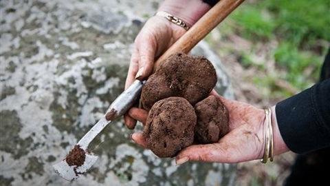 Black Cat Cottage - Accommodation Tasmania 1