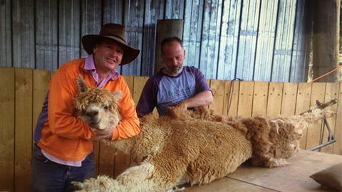 Farm Accommodation - Accommodation Tasmania 3