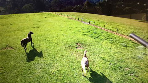 Farm Accommodation - Accommodation Tasmania 4