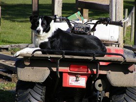 Breakaway Farmstay - Accommodation Tasmania 3