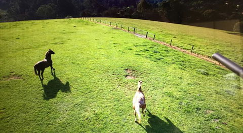 Farm Accommodation - Accommodation Tasmania 8