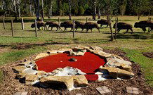 Aranyani Bison Adventure Tourist Park - Accommodation Tasmania 5