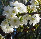 Coolah Caravan Park - Accommodation Tasmania