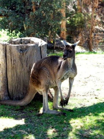 Toodyay Holiday Park & Chalets - Accommodation Tasmania 3