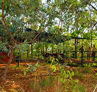 Arnhemland Barramundi Nature Lodge - Accommodation Tasmania