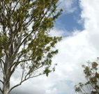 Glen Villa Resort and Tourist Park Casino - Accommodation Tasmania