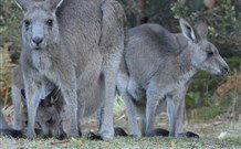 Myola Tourist Resort Caravan Park - Accommodation Tasmania 2