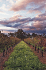 Lamonts Winery Restaurant  Gallery - Accommodation Tasmania