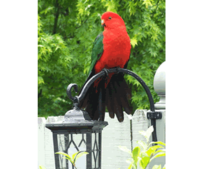 Shelton-lea Bed & Breakfast - Accommodation Tasmania 5