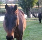Reynella Kosciusko Rides Accommodation - Accommodation Tasmania