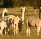 Waterfall Way Farmstay - Accommodation Tasmania